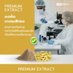 Golden Oyster Mushroom Powder - 08