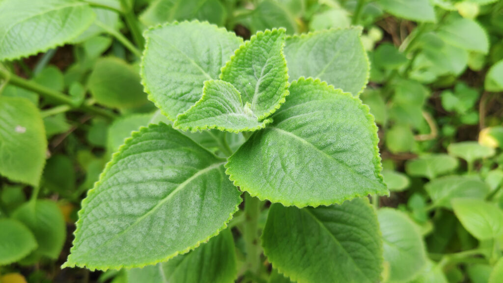 Close-up of Siam Tiger Ear extract leaves, highlighting their vibrant green color, serrated edges, and tiny trichomes, with a soft-focus dark green background