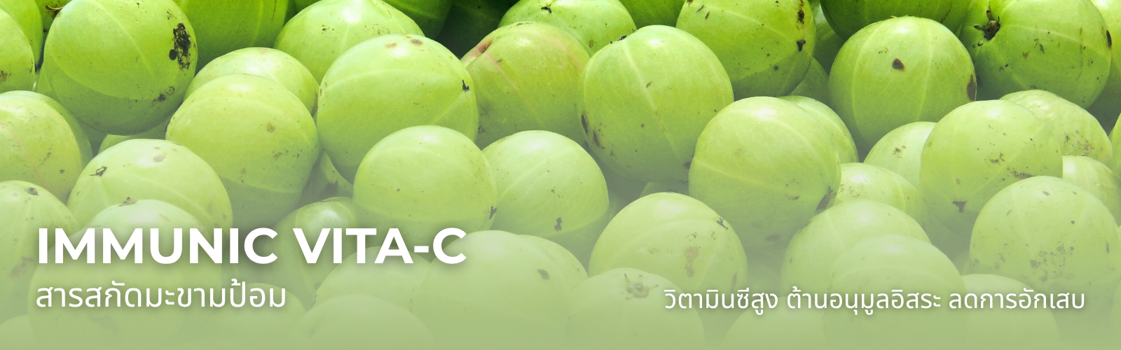 IMMUNIC VITA-C สารสกัดมะขามป้อม วิตามินซีสูง ต้านอนุมูลอิสระ ลดการอักเสบ