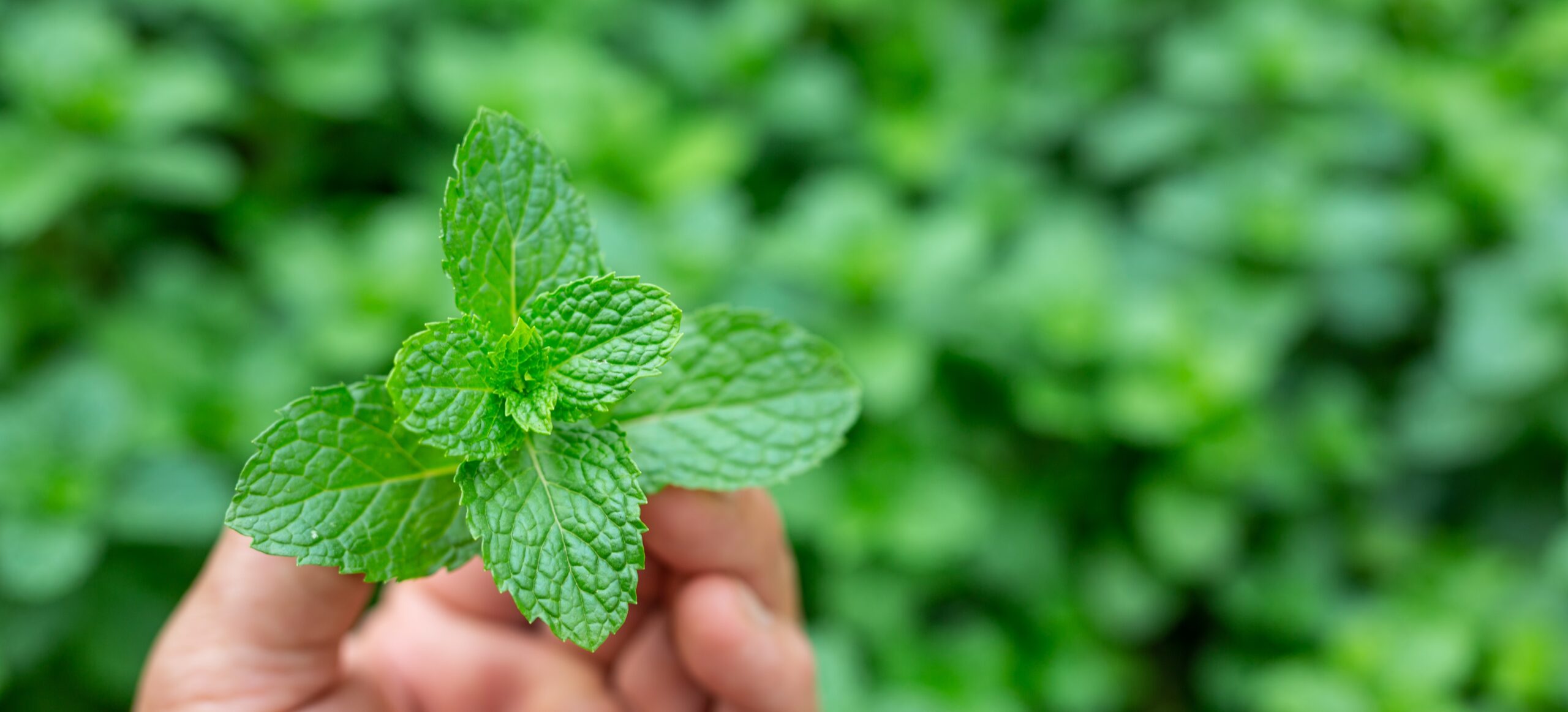 น้ำมันเปปเปอร์มินต์ (Peppermint Oil) สมุนไพรที่ห้ความเย็นสดชื่น