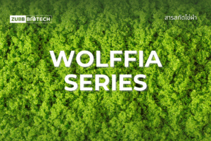 wolffia-The-Sustainable-Clean-Protein