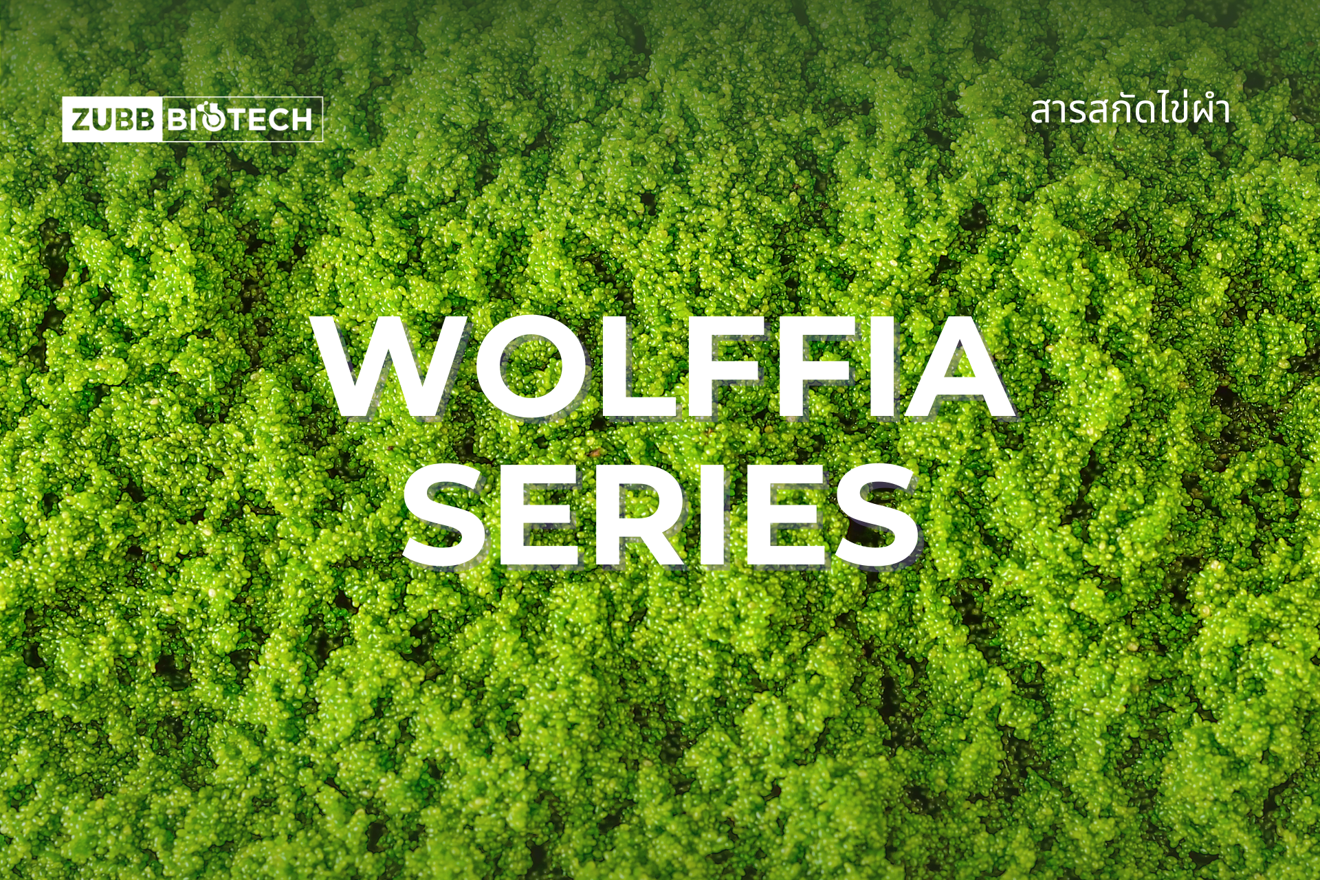 Wolffia: The Sustainable Clean Protein Powerhouse