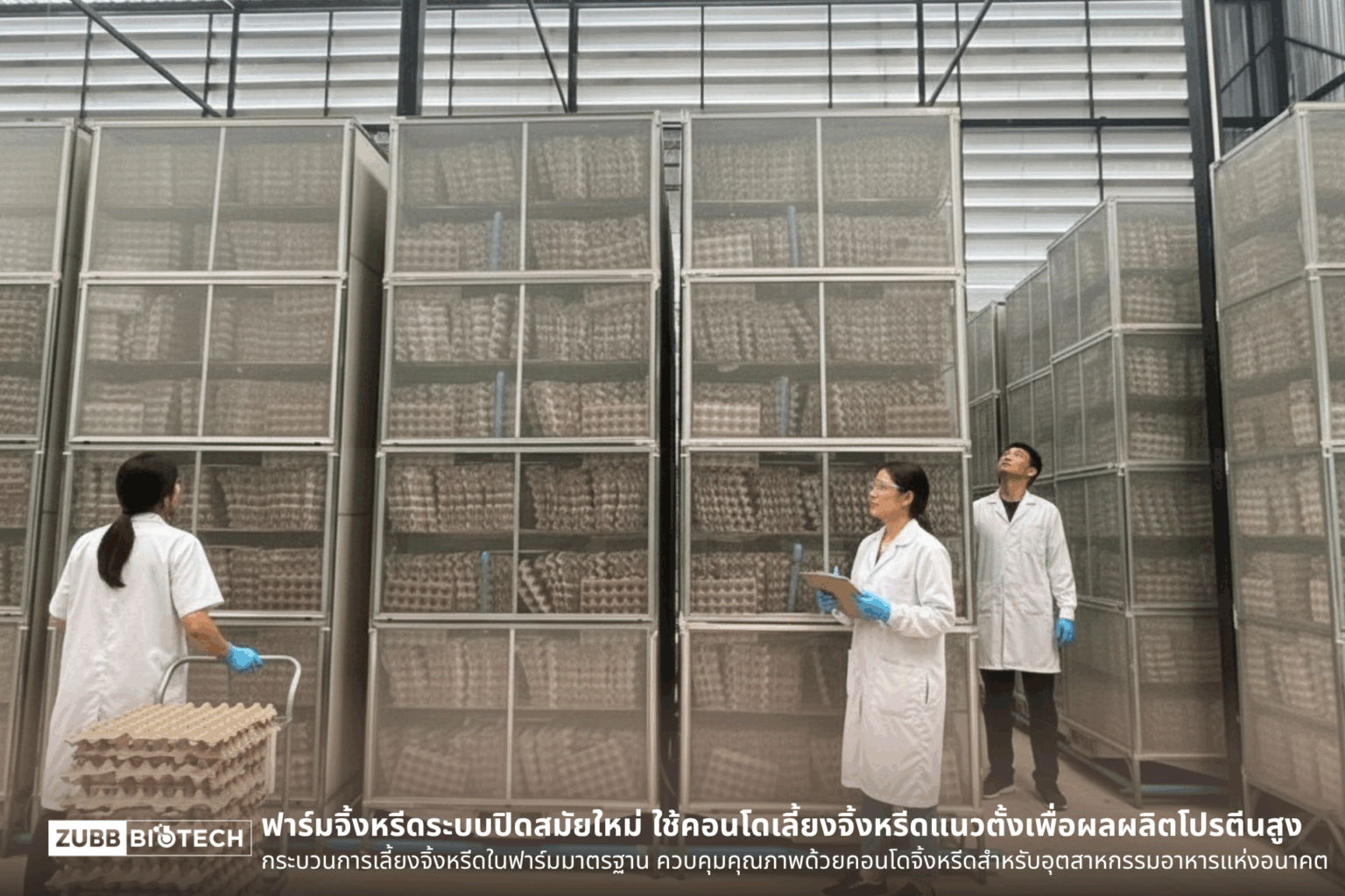 พนักงานในฟาร์มจิ้งหรีดกำลังตรวจสอบชั้นวางคอนโดสำหรับเลี้ยงจิ้งหรีดโปรตีนสูง