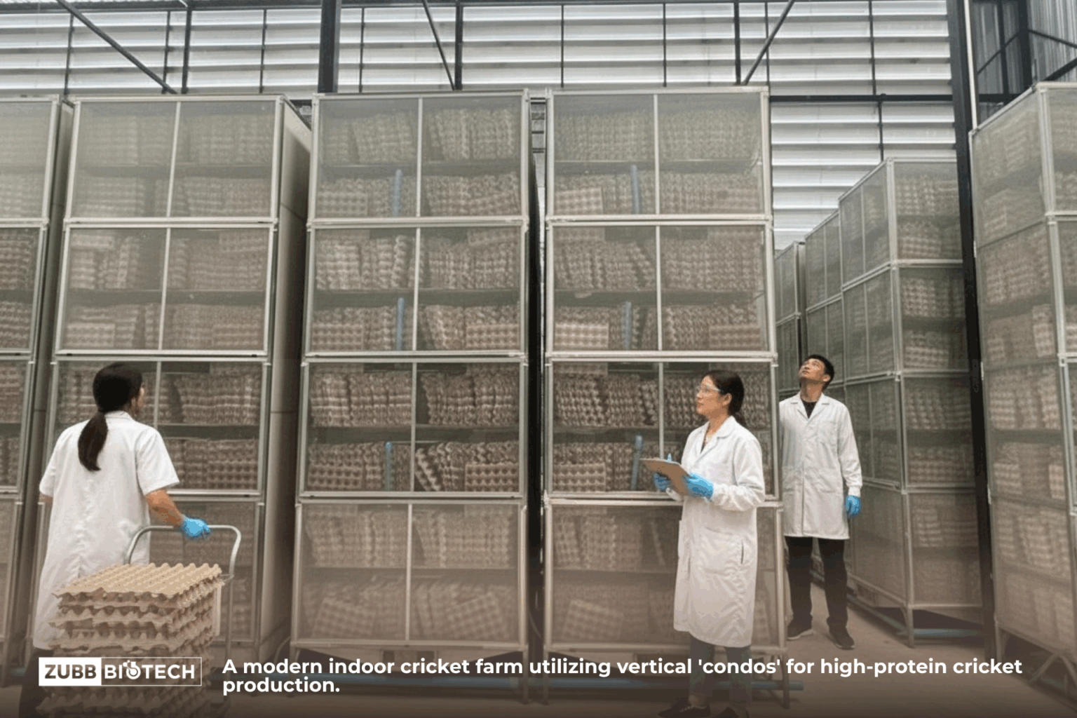 Workers at a commercial cricket farm inspecting stacks of vertical cricket habitats made from egg cartons.