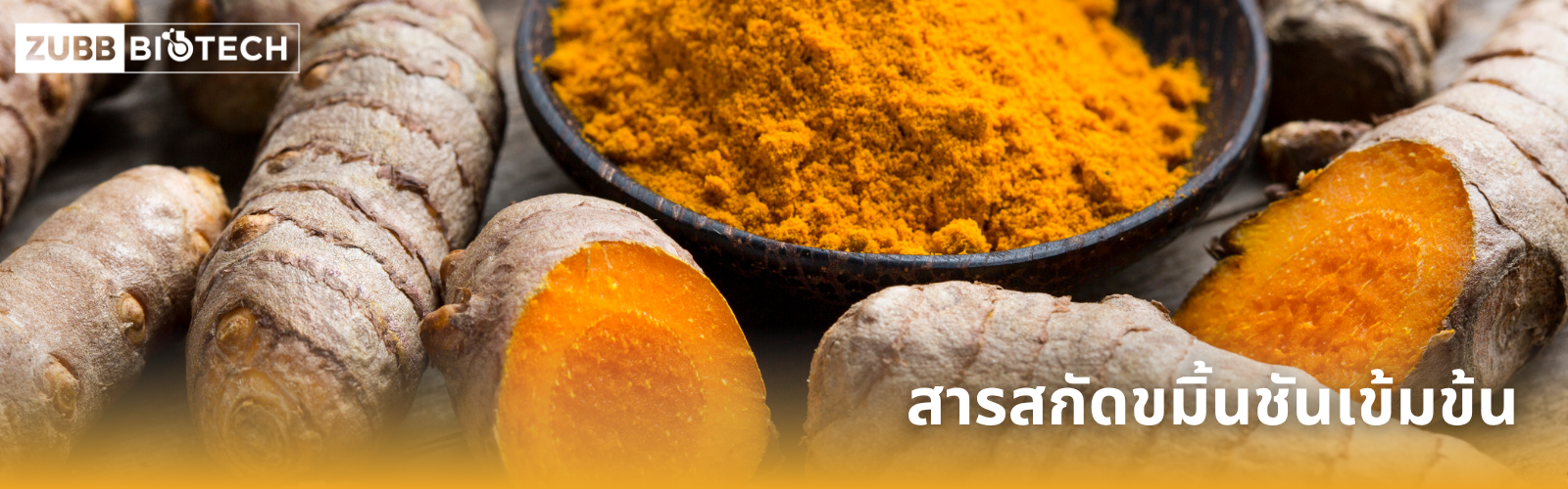 ภาพโคลสอัปเหง้าขมิ้นชันสด (Turmeric) ที่ถูกหั่นให้เห็นเนื้อในสีส้มสด วางคู่กับถ้วยที่บรรจุผงขมิ้นชันสีเหลืองทองเข้มข้น พร้อมข้อความ "สารสกัดขมิ้นชันเข้มข้น" และโลโก้ Zubb Biotech