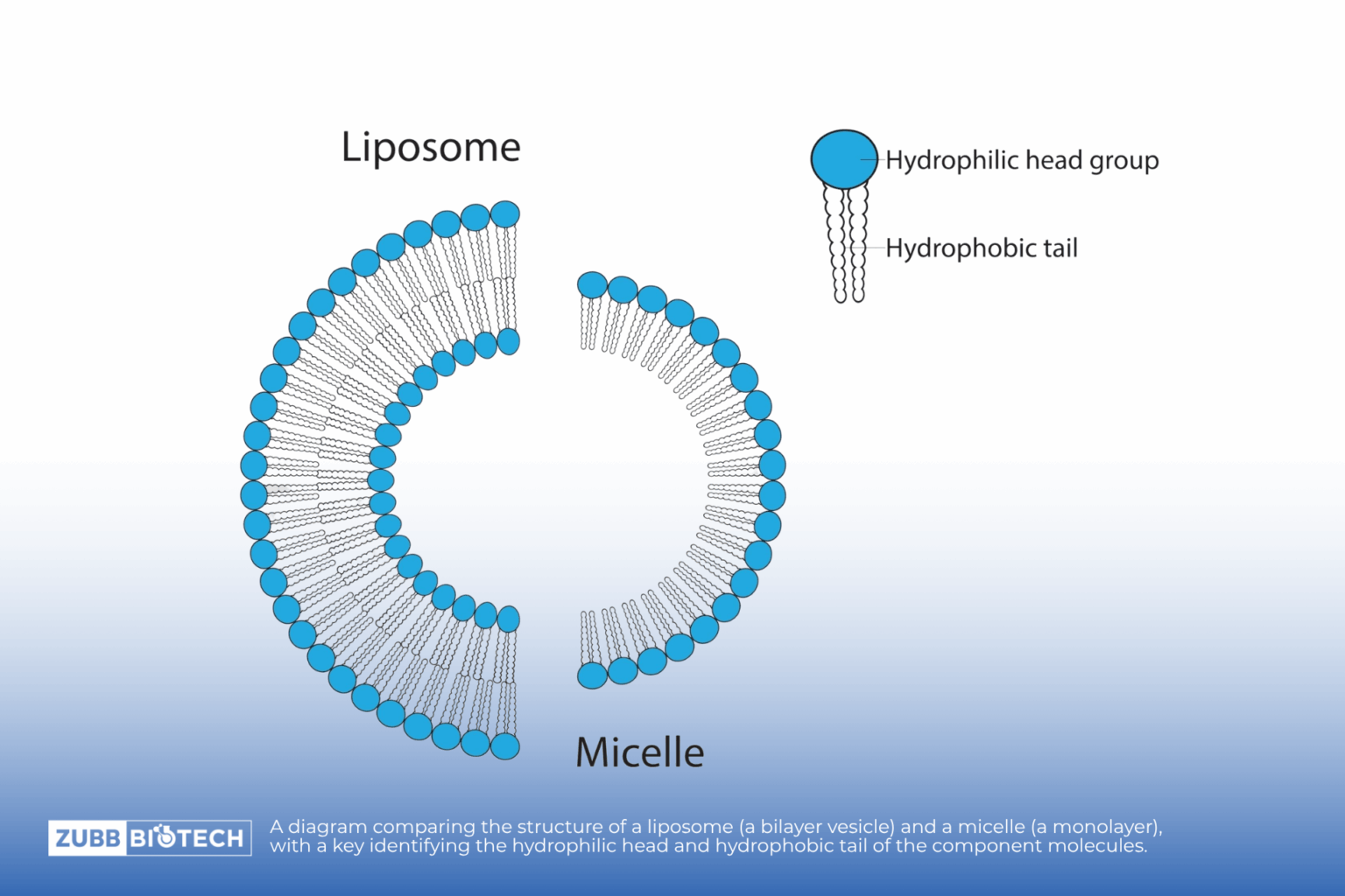 A diagram comparing the structure of a liposome (a bilayer vesicle) and a micelle (a monolayer), with a key identifying the hydrophilic head and hydrophobic tail of the component molecules.