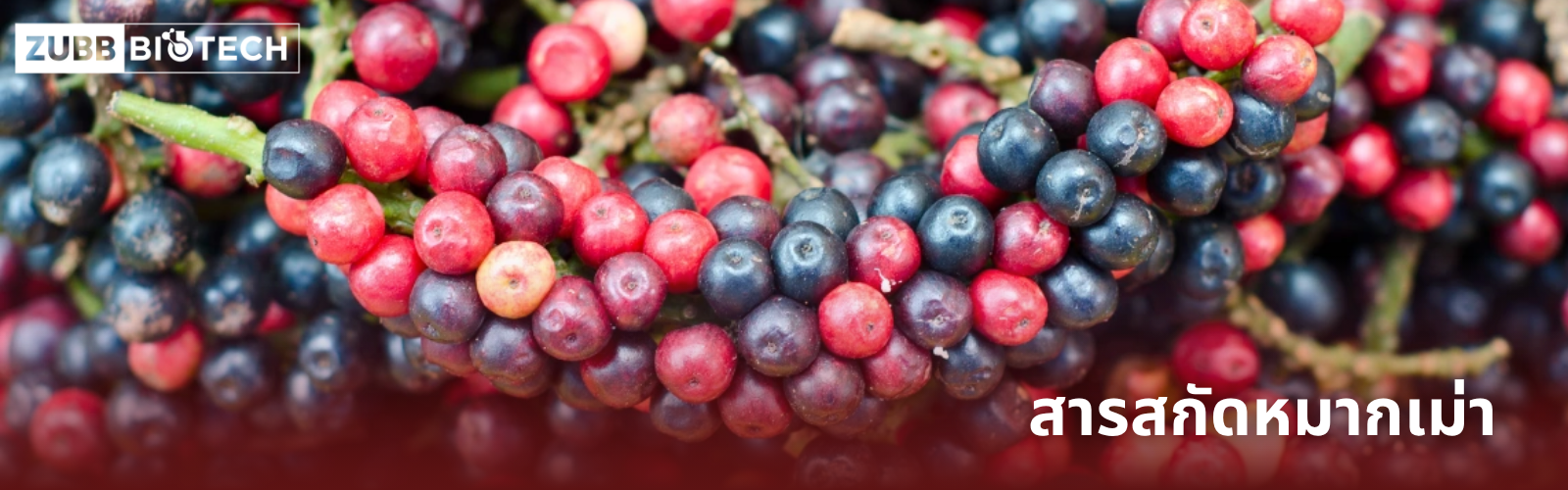 ภาพโคลสอัปพวงหมากเม่าสกลนคร (Ma Mao Berry) สด แสดงผลเบอร์รี่ที่ติดกันเป็นพวง มีทั้งสีแดงและสีม่วงเข้ม (สุก) ปูเต็มพื้นหลัง พร้อมข้อความ "สารสกัดหมากเม่า" และโลโก้ Zubb Biotech