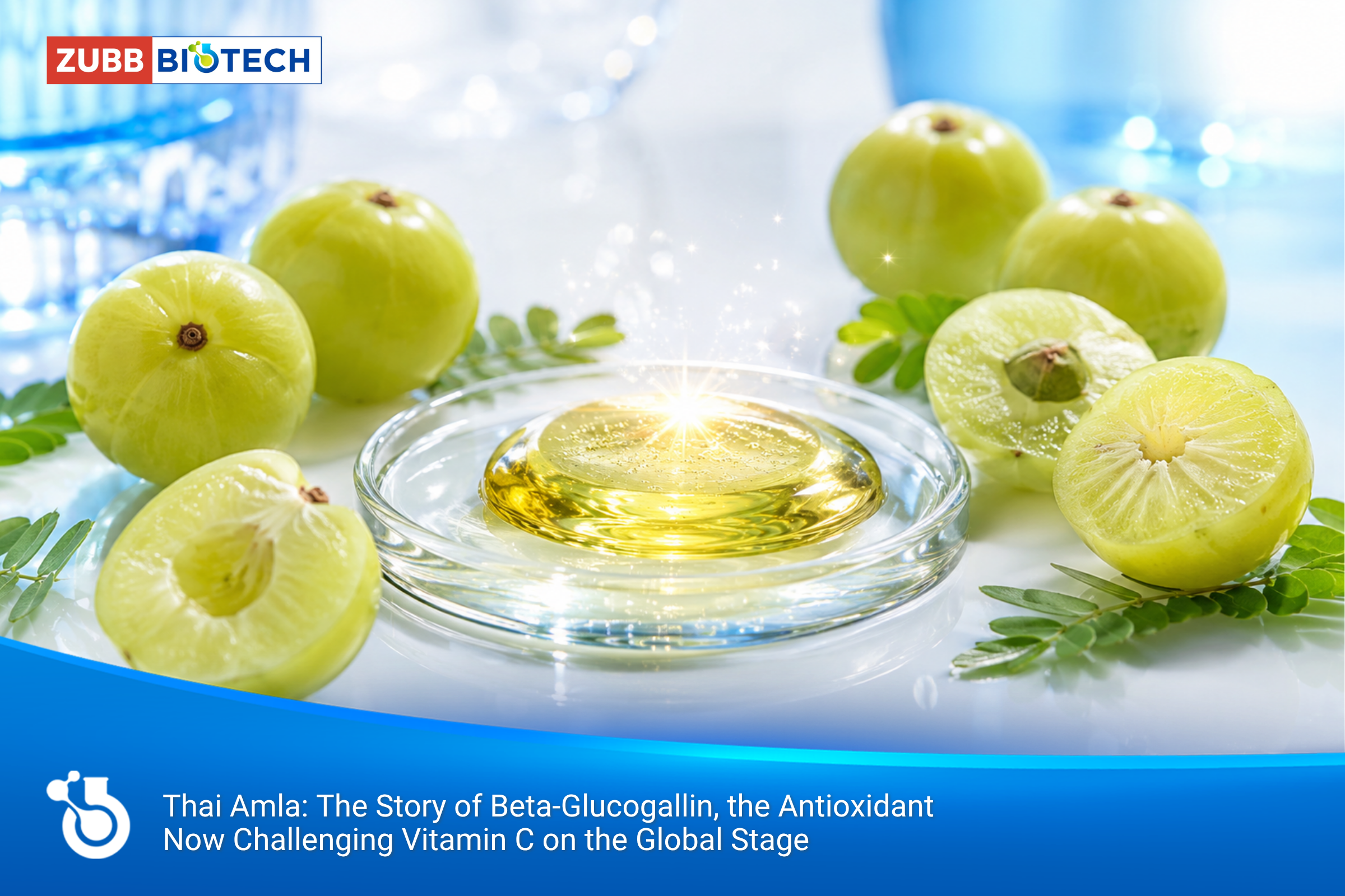 มะขามป้อมไทย: เปิดเรื่องราว Beta-Glucogallin ที่กำลังท้า Vitamin C ในตลาดสารต้านอนุมูลอิสระระดับสากล