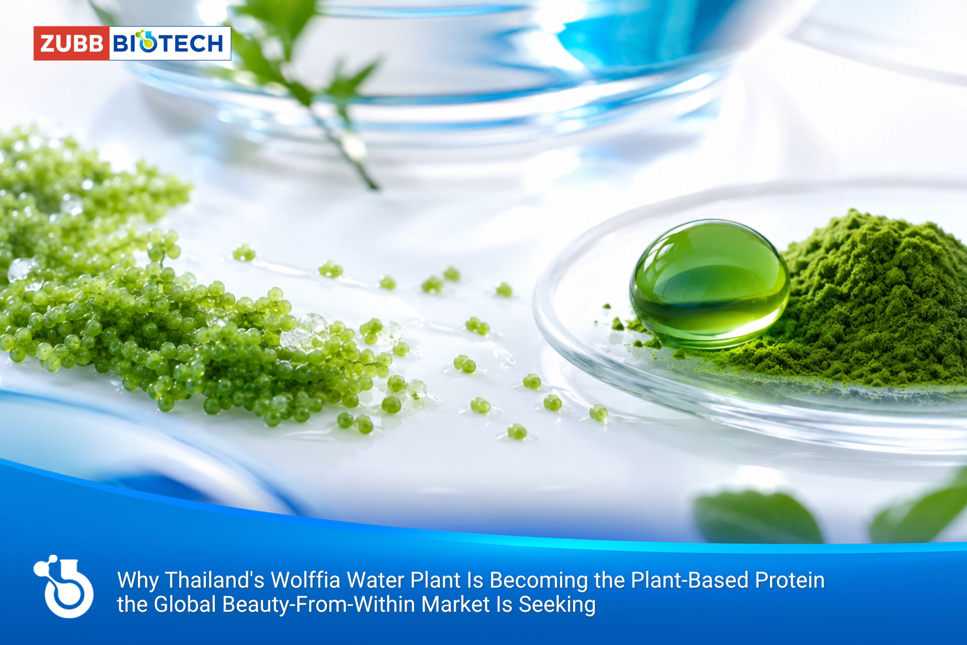 ทำไม “ผำ” พืชน้ำของไทย กำลังกลายเป็นโปรตีนจากพืช (Plant-Based) ที่ตลาดความงามจากภายในโลกตามหา