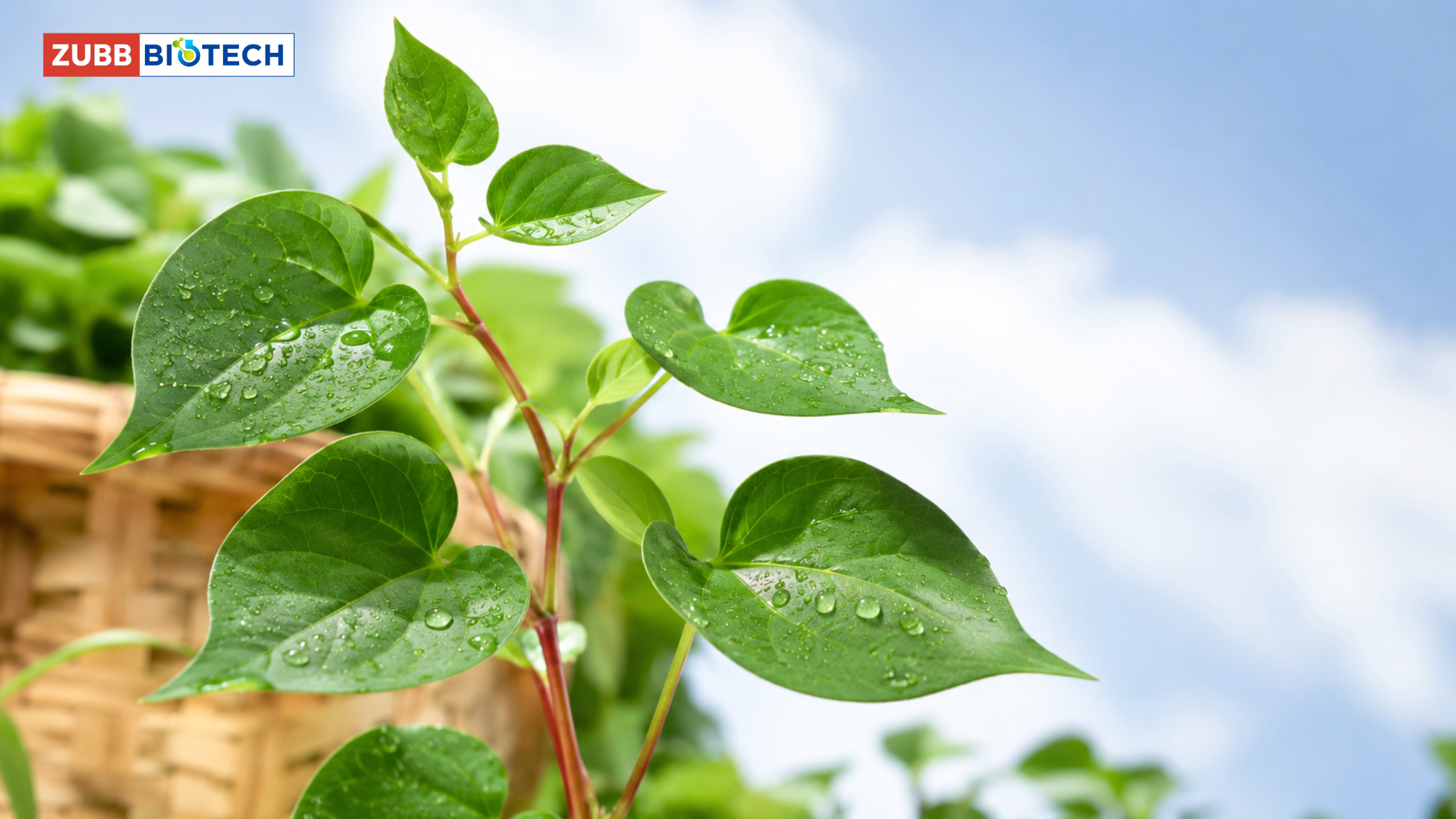 ทำไม Quercetin จากพลูคาวกลายเป็นสารตัวใหม่ของสกินแคร์ต้านมลพิษ (Anti-Pollution): ภูมิปัญญาไทยที่ตลาดสากลจับตา สารสกัด, โรงงานผลิตเครื่องสำอาง, รับผลิตเครื่องสำอาง, OEM เครื่องสำอาง, Quercetin, พลูคาว, Anti-Pollution, สารสกัดไทย, Hero Ingredient, ทรัพย์ ไบโอเทค
