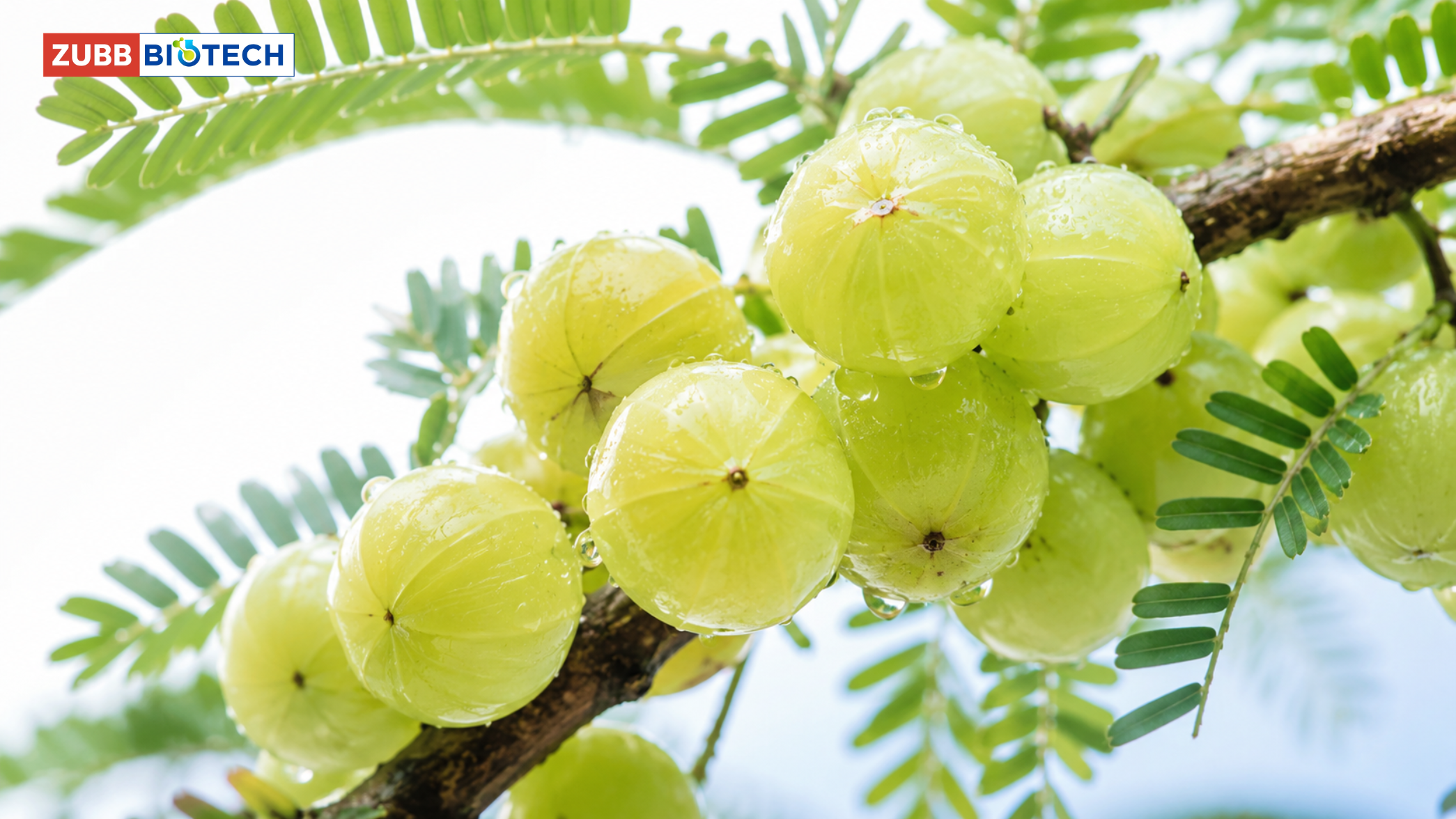 2 (4) มะขามป้อมไทย: เปิดเรื่องราว Beta-Glucogallin ที่กำลังท้า Vitamin C ในตลาดสารต้านอนุมูลอิสระระดับสากล