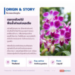 DENDRODEW สารสกัดดอกกล้วยไม้น้ำ