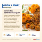 Marigold Dried Flower