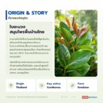 สารสกัดใบชะมวงชนิดของเหลว อุดมแซนโทน (Chamuang Leaf Extract)