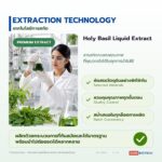 สารสกัดกะเพราชนิดน้ำ อุดมยูจีนอล (Holy Basil Extract)