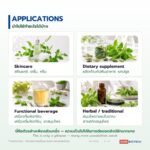 สารสกัดกะเพราชนิดน้ำ อุดมยูจีนอล (Holy Basil Extract)