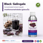 Concentrated Black Galingale Extract (Liquid)