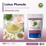 ดีบัวอบแห้ง เครื่องยาไทยรสขม อุดมอัลคาลอยด์ (Lotus Plumule / Nelumbo nucifera Embryo)