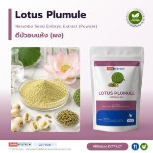 ดีบัวอบแห้ง เครื่องยาไทยรสขม อุดมอัลคาลอยด์ (Lotus Plumule / Nelumbo nucifera Embryo)