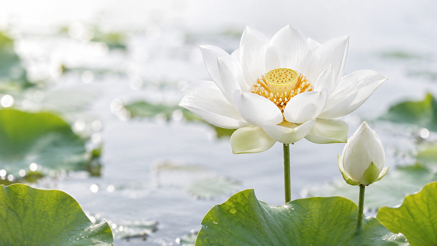 น้ำมันบัวขาว อุดมฟลาโวนอยด์ไกลโคไซด์ (White Lotus Oil / Nelumbo Flower Oil Extract) น้ำมันบัวขาว อุดมฟลาโวนอยด์ไกลโคไซด์ (White Lotus Oil / Nelumbo Flower Oil Extract)