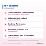 สารสกัดบัวชมพู Pink Lotus Extract