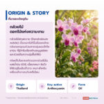 น้ำมันกล้วยไม้ อุดมแอนโทไซยานินจากกลีบกล้วยไม้ (Dendrobium Oil / Dendrobium nobile Flower)