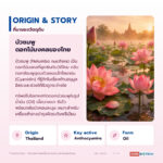 น้ำมันบัวชมพู อุดมแอนโทไซยานิน (Pink Lotus Oil / Nelumbo Flower Oil, Anthocyanins NLT 3%)