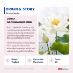 น้ำมันบัวขาว อุดมฟลาโวนอยด์ไกลโคไซด์ (White Lotus Oil / Nelumbo Flower Oil Extract)