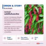 น้ำมันหมากเม่า อุดมแอนโทไซยานิน (Mao Berry Oil)