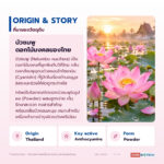 PINK LOTUS EXTRACT (POWDER)