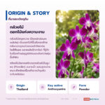 DENDROLUME สารสกัดดอกกล้วยไม้ชนิดผง อุดมพอลิแซ็กคาไรด์และแอนโทไซยานิน (Dendrobium Flower Extract Powder)