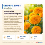 น้ำมันสารสกัดดอกดาวเรือง อุดมลูทีน-ซีแซนทีน (Marigold Lutein Oil)