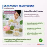 ดีบัวอบแห้ง เครื่องยาไทยรสขม อุดมอัลคาลอยด์ (Lotus Plumule / Nelumbo nucifera Embryo)