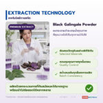 ผงสารสกัดกระชายดำละลายน้ำ อุดม PMF และแอนโทไซยานิน (Black Galingale Water-Soluble / Kaempferia parviflora)