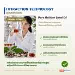 น้ำมันเมล็ดยางพารา อุดมโอเมก้า 3 & 6 (Para Rubber Seed Oil)