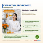 น้ำมันสารสกัดดอกดาวเรือง อุดมลูทีน-ซีแซนทีน (Marigold Lutein Oil)