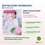 สารสกัดบัวชมพู Pink Lotus Extract