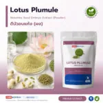 ดีบัวอบแห้ง เครื่องยาไทยรสขม อุดมอัลคาลอยด์ (Lotus Plumule / Nelumbo nucifera Embryo)