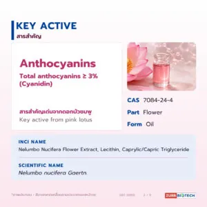 น้ำมันบัวชมพู อุดมแอนโทไซยานิน (Pink Lotus Oil / Nelumbo Flower Oil, Anthocyanins NLT 3%)
