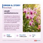 น้ำมันกล้วยไม้ อุดมแอนโทไซยานินจากกลีบกล้วยไม้ (Dendrobium Oil / Dendrobium nobile Flower)