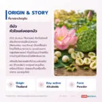 ดีบัวอบแห้ง เครื่องยาไทยรสขม อุดมอัลคาลอยด์ (Lotus Plumule / Nelumbo nucifera Embryo)
