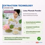 ดีบัวอบแห้ง เครื่องยาไทยรสขม อุดมอัลคาลอยด์ (Lotus Plumule / Nelumbo nucifera Embryo)