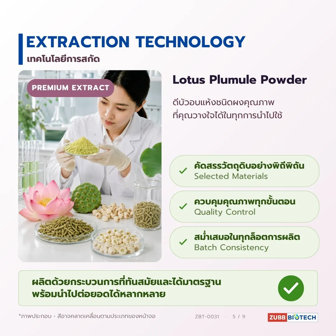 ดีบัวอบแห้ง เครื่องยาไทยรสขม อุดมอัลคาลอยด์ (Lotus Plumule / Nelumbo nucifera Embryo)